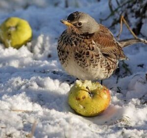 fieldfare_sr_tcm9-238713