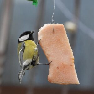 winter-bird-feeding-tray-chickadee-feeding-fat-nature-bird-animals-garden