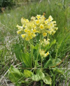 prvosienka Dana Bardonová